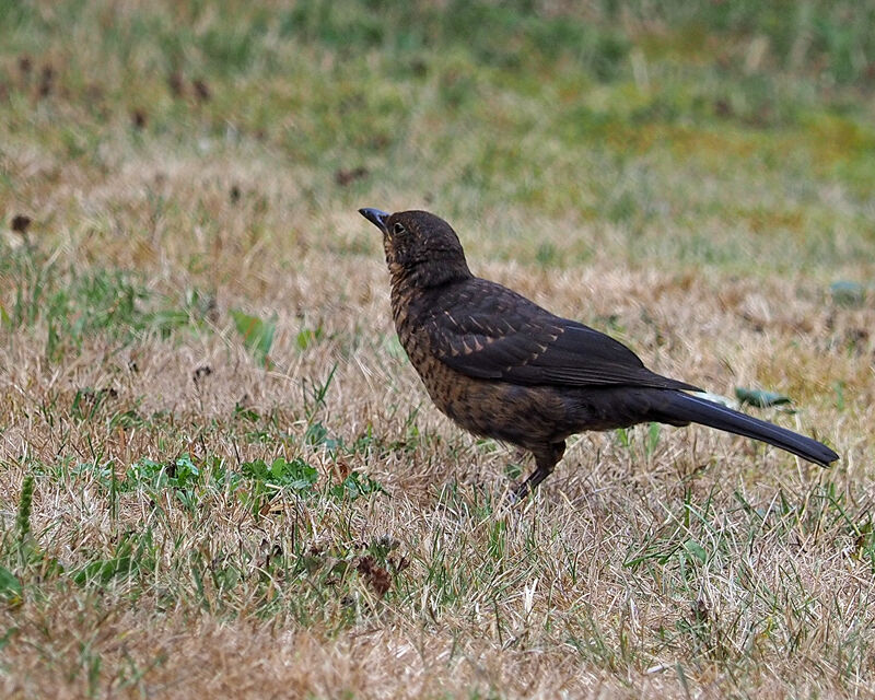 Fledgling Blackbird