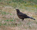 Fledgling Blackbird