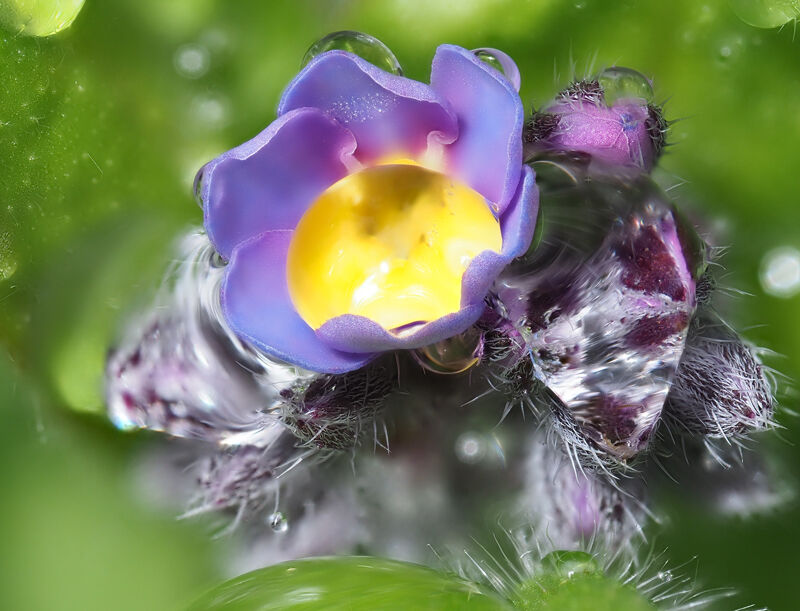 Flooded Forget-Me-Not