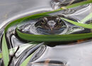 Common Frog