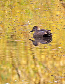 Gadwall Duck