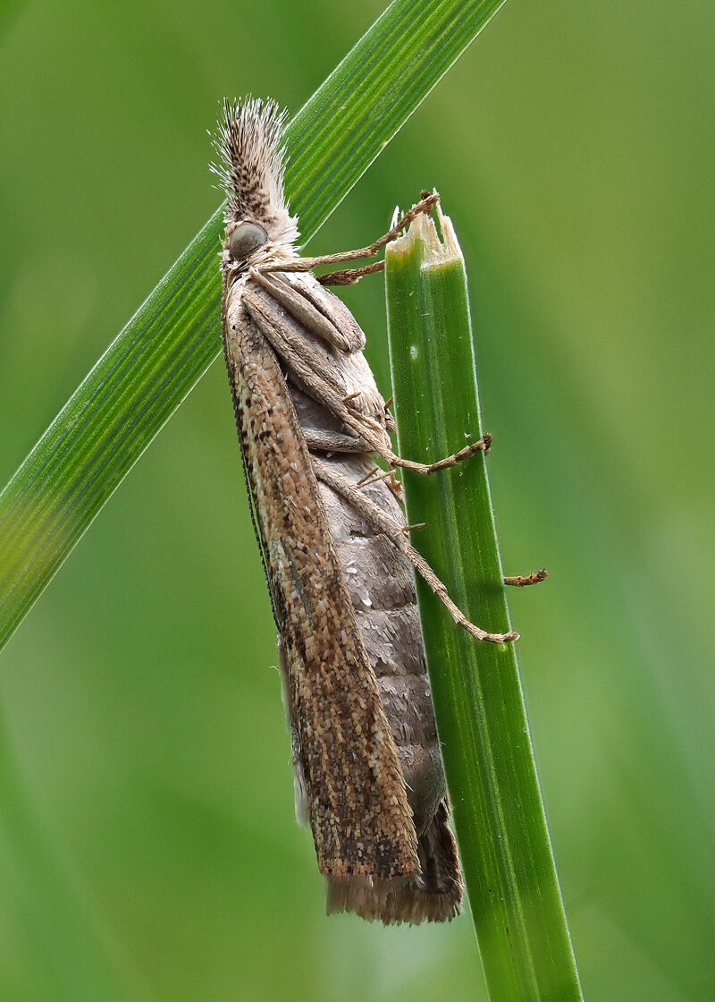 Grass Moth