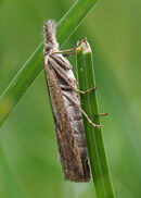 Grass Moth