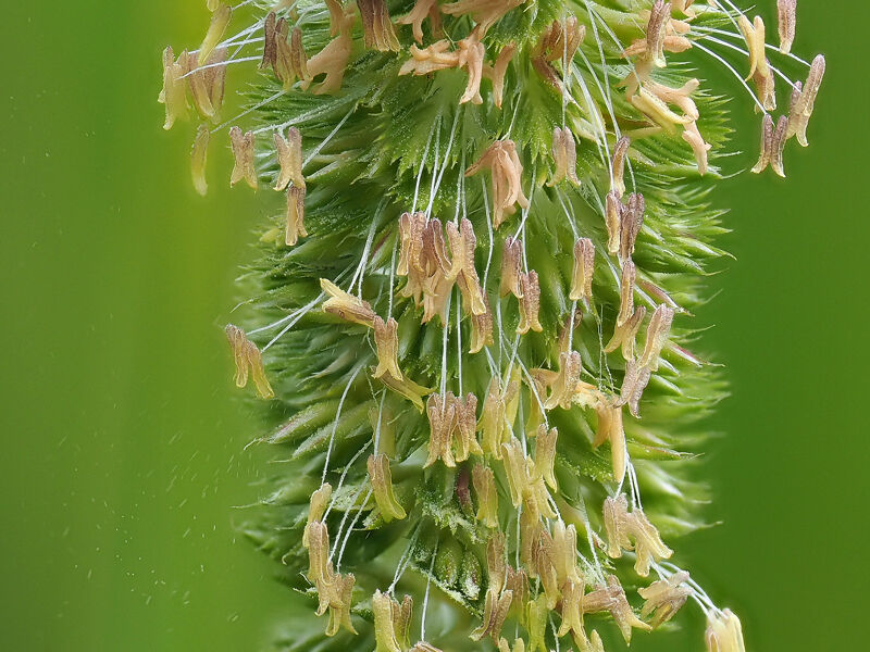 Grass shedding pollen