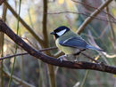Great tit