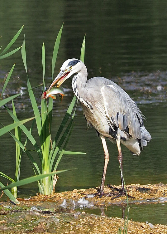 Heron with Perch
