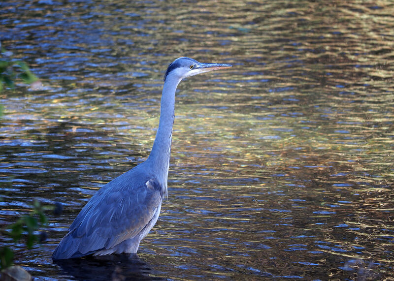 Heron