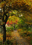 Autumn Colours