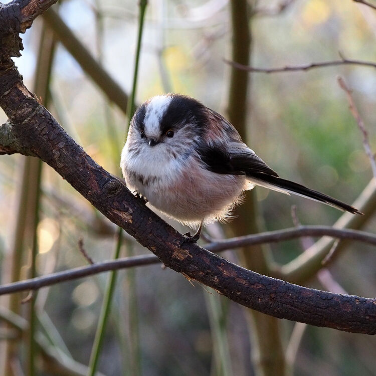Long-tailed tit 1