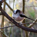 Long-tailed tit 1