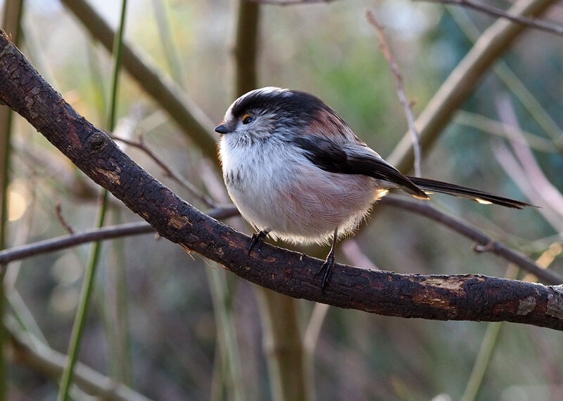 Long-tailed Tit 2
