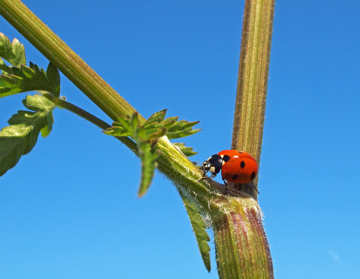 Seven spot ladybird