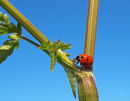 Seven spot ladybird