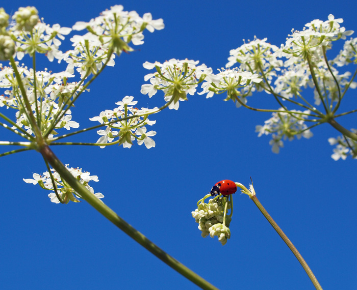 Seven Spot Ladybird on Cow Parsley