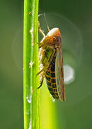 Leaf Hopper