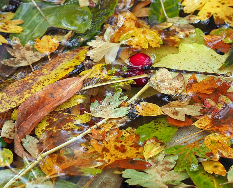 Fallen Leaves and Berries