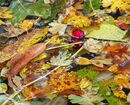 Fallen Leaves and Berries