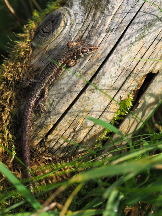 Common Lizard