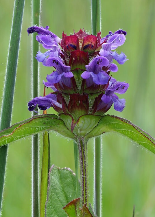 Selfheal