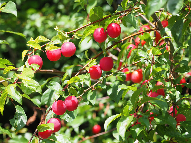 Red Wild Cherry-sized Plums