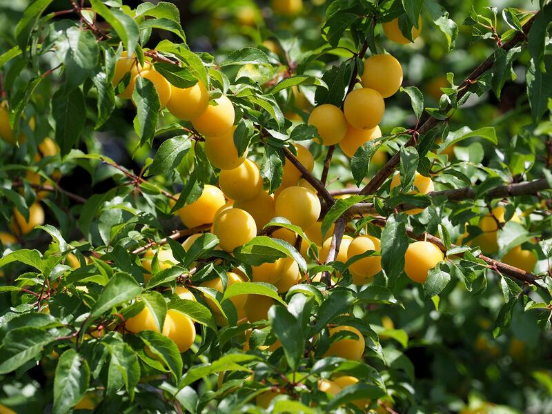 Yellow Wild Cherry-Sized Plums