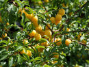 Yellow Wild Cherry-Sized Plums