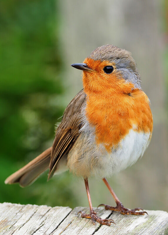 Friendly Robin