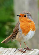 Friendly Robin