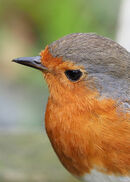 Portrait of a Robin