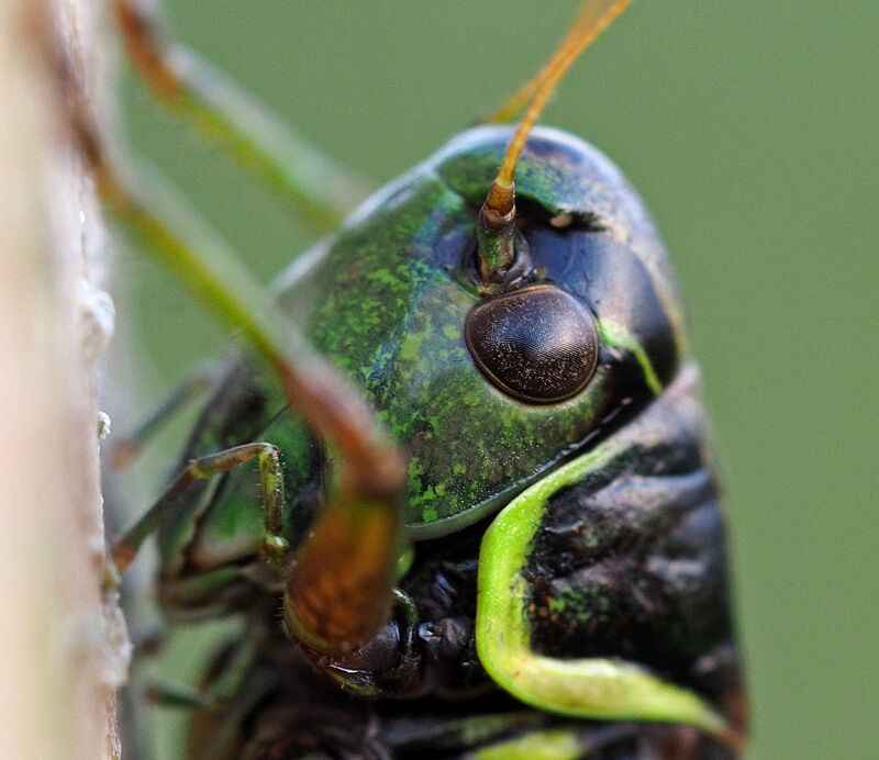 Roesel’s Bush Cricket