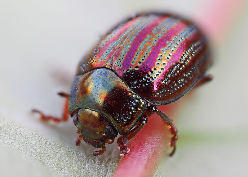 Rosemary Beetle