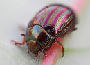 Rosemary Beetle