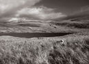 Lone Sheep by Sandwood Loch