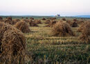 Stooks