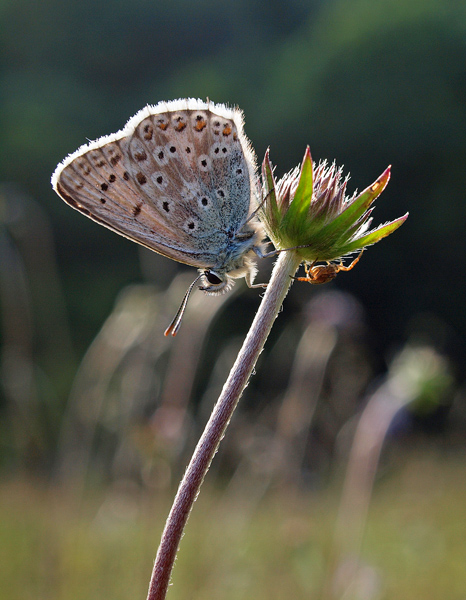 Chalkhill blue (male) and crab spider