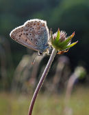 Chalkhill blue (male) and crab spider
