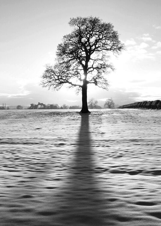 Tree and Snow