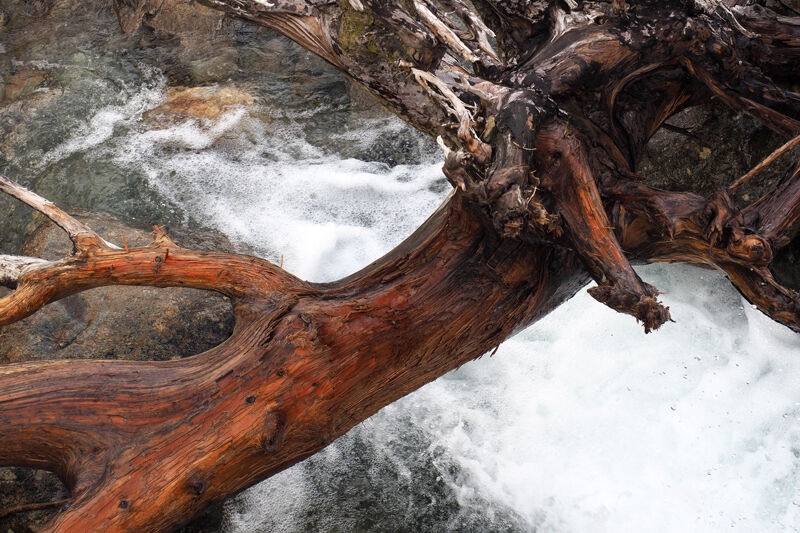 Tree and Torrent