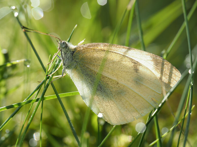 Dew-Wet Small White I