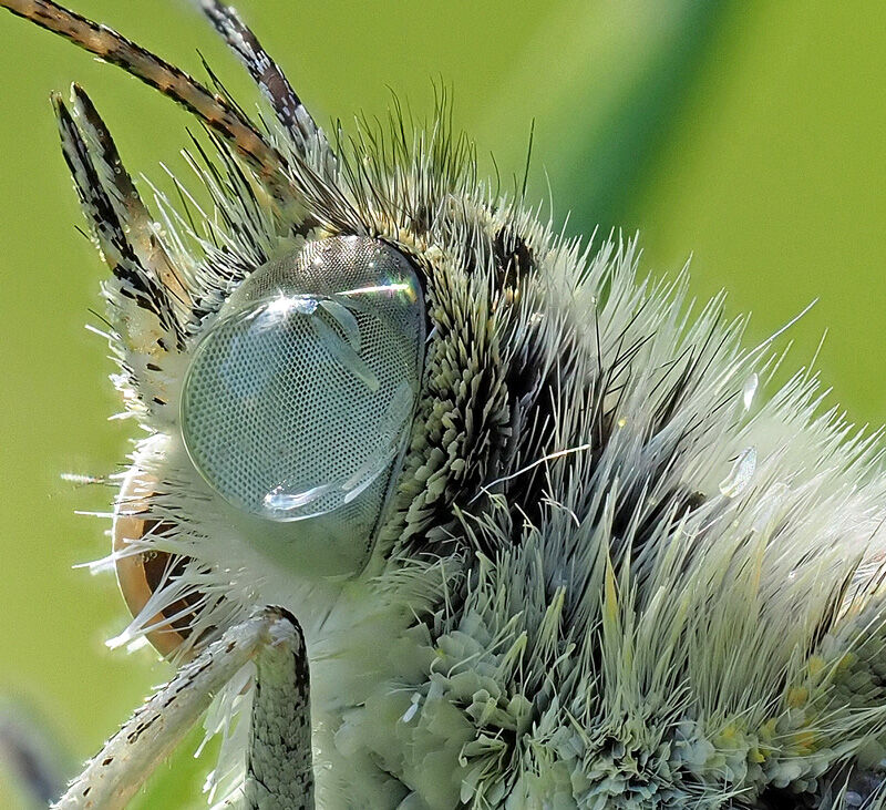 Dew-wet Small White II (crop)