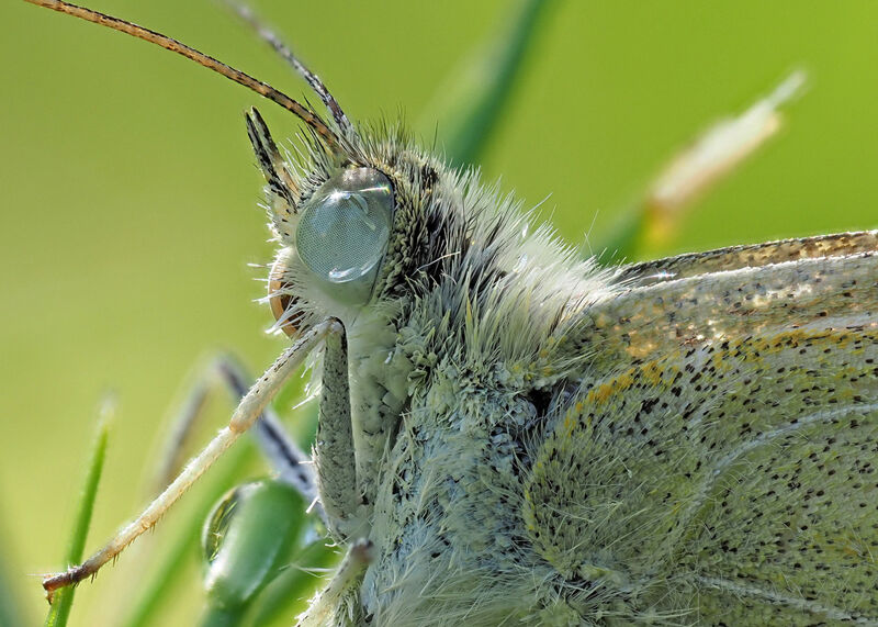Dew-wet Small White II