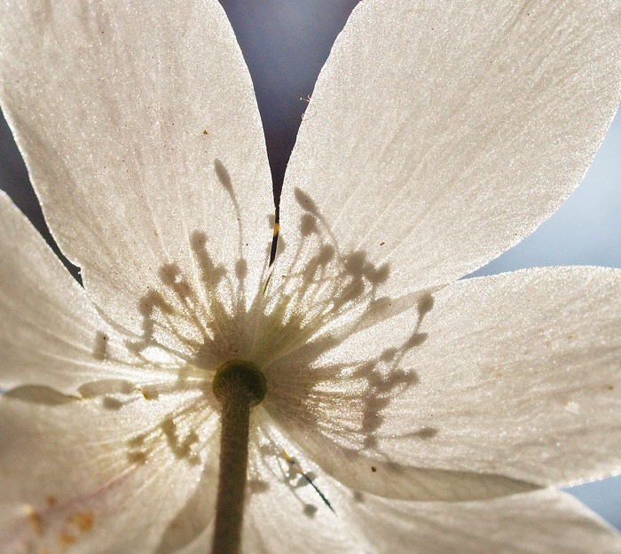 Wood anemone
