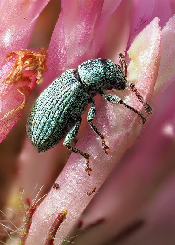 Weevil feeding on Clover