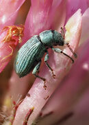 Weevil feeding on Clover