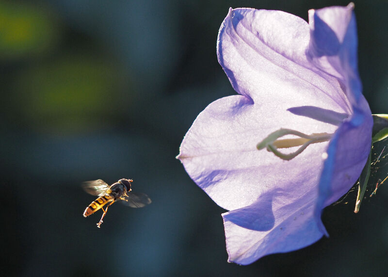 Marmalade Hoverfly and Canterbury Bell