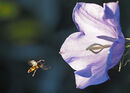 Marmalade Hoverfly and Canterbury Bell