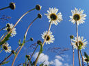 Oxeye Daisy
