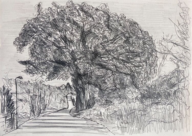 The ‘bee tree’ on the road to the pier, Broadford