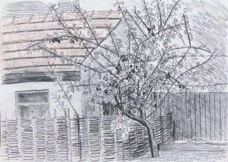 The plum tree at Whitchurch Road.