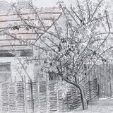 The plum tree at Whitchurch Road.
